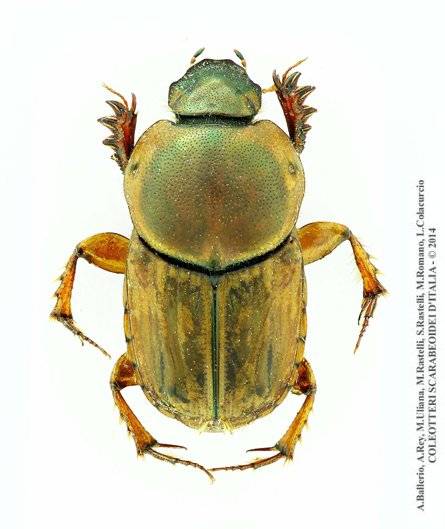 Euoniticellus fulvus, femmina 